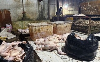 Đột kích điểm giết mổ vịt ở TPHCM lúc rạng sáng