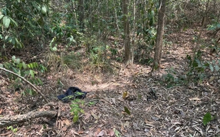 Người đàn ông khoảng 72kg chưa rõ danh tính tử vong trong rừng phòng hộ Dầu Tiếng