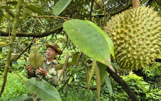 Giá sầu riêng có nơi chỉ còn 25.000 đồng/kg