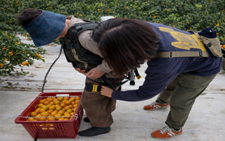 Hàn Quốc cho nông dân thuê robot trợ lực