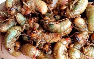 Ăn 2 con ve sầu, nam sinh sốc phản vệ phải cấp cứu lúc nửa đêm