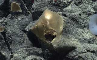 DNA “trứng vàng ngoài hành tinh” ở Thái Bình Dương hé lộ sự thật