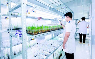 Đại học Trà Vinh: Phát triển kỹ thuật nuôi cấy mô, mở lối cho ngành dừa