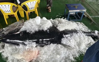 Ngư dân Gia Lai liên tiếp trúng đậm cá ngừ đại dương “khủng”