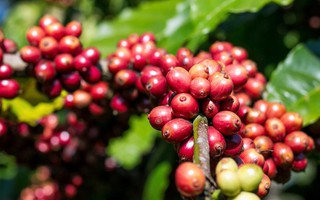Giá cà phê hôm nay 3-4: Giảm đồng loạt, mốc 90.000 đồng/kg lung lay