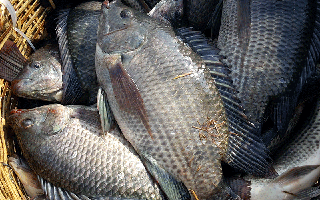 Loài cá bán đầy chợ ở Việt Nam đang được thế giới săn đón