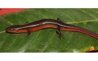 Một loài thằn lằn mới vừa được phát hiện tại Vườn Quốc gia Vũ Quang