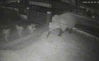 VIDEO: Voi rừng "đi dạo" trên quốc lộ, phá rào vào trường học