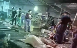 Vụ cán bộ kiểm dịch thú y "vòi tiền" tiếp tay đưa heo bệnh vào trường học: Vạch thủ đoạn chung chi