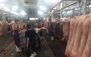 Giá heo hơi hôm nay, 7-4: Sức mua yếu, giá vẫn tăng