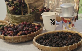 Giá cà phê hôm nay 7-4: Arabica tăng giá, 20% vùng trồng có nguy cơ không phù hợp