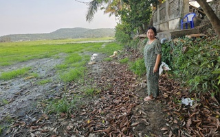 Ruộng đồng bỏ hoang vì nhiễm mặn