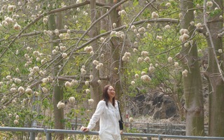 Bông gòn nở rộ "gây sốt", hút khách ở Vũng Tàu