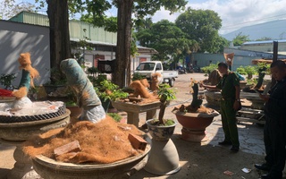 Phạt tiền và tịch thu 42 cây mai vàng không rõ nguồn gốc tại Côn Đảo