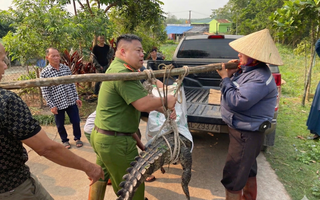 Bất ngờ phát hiện cá sấu nặng 50 kg lạc vào kênh mương nội đồng