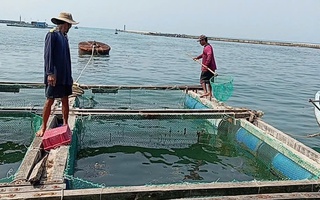 Người dân Lý Sơn điêu đứng vì 60 tấn cá bớp chết bất thường