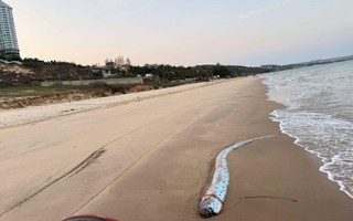 Thêm cá mái chèo dài 3,5 m dạt vào bờ biển Lâm Đồng, người dân tổ chức an táng 