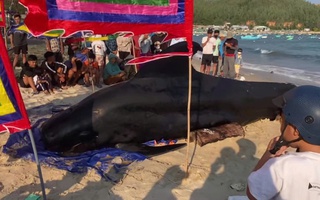 Cá Ông nặng 2 tấn dạt vào bờ biển Vịnh Hòa, người dân 3 lần đẩy ra biển nhưng bất thành 