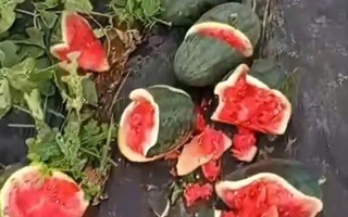 Ruộng dưa hấu sắp thu hoạch của người nông dân nghèo bị kẻ xấu phá nát