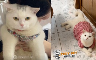 Cô gái ở TPHCM cầu cứu tìm mèo lạc, hứa hậu tạ 10 triệu