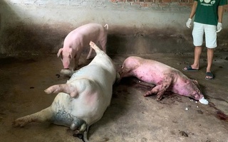 Đà Nẵng khẩn cấp ngăn chặn nguy cơ dịch lở mồm long móng SAT1 xâm nhập