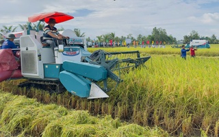 Gạo phát thải thấp tạo lợi thế cạnh tranh mới