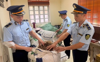 Chủ lô hàng "xác ve sầu không chứng minh được nguồn gốc" có bị xử phạt?