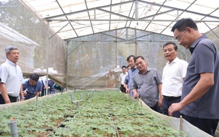 Bí thư Đà Nẵng kêu gọi đầu tư phát triển thương hiệu sâm Ngọc Linh