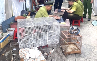TPHCM: Tạm giữ 28 con chim nuôi nhốt không rõ nguồn gốc 