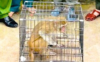 Khỉ hoang đi lạc vào khu dân cư, người dân bắt giao nộp công an