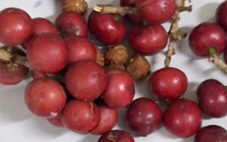 Hơn 200 học sinh nghi ngộ độc sau khi ăn quả lạ