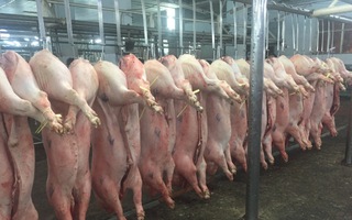 Giá heo hơi hôm nay, 17-5: Chợ đầu mối giảm đáng kể