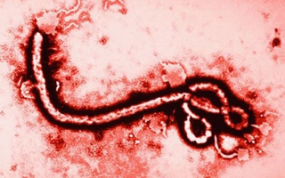 WHO nâng mức cảnh báo dịch Ebola lên khẩn cấp, Bộ Y tế lên tiếng