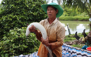 Thu nhập tiền tỉ từ mô hình nuôi cá chình