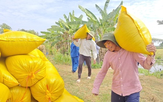 Lý do Việt Nam nhập khẩu lúa gạo đứng thứ 2 thế giới
