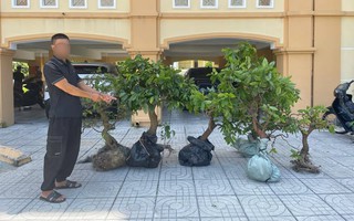 Đối tượng trộm 6 cây hoa mai dáng đẹp của người dân ra đầu thú