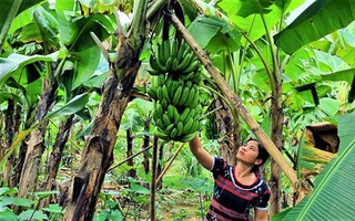 "Cứu" ngành chuối khỏi căn bệnh gây thất thoát hàng triệu USD mỗi năm