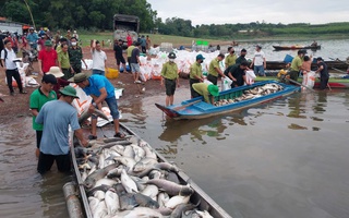Hơn 200 tấn cá chết ở hồ Trị An: Vẫn đang tìm nguyên nhân, hỗ trợ di chuyển các lồng bè