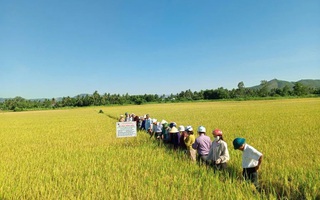Nhóm người "bảo kê" máy gặt lúa gây bức xúc ở Gia Lai