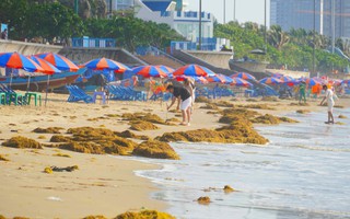 Hình ảnh rong biển phủ kín Bãi Sau, người dân Vũng Tàu tranh thủ nhặt về