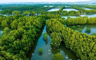 Bất ngờ đàn chim quý hiếm hàng trăm con xuất hiện ở đầm Thị Nại