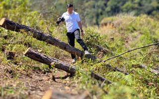 Phát hiện vụ cưa hạ gần 250 cây thông ở Lâm Đồng
