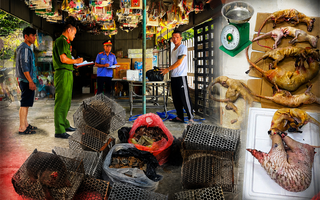 Thực nghiệm điều tra vụ vận chuyển vảy tê tê, động vật hoang dã trái phép tại Đà Nẵng