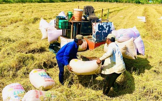 Thời cơ nâng giá trị gạo Việt