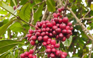Giá cà phê hôm nay 10-6: Đồng loạt giảm, doanh nghiệp vẫn dè chừng