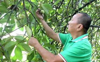 Giữ màu xanh ven sông Sài Gòn