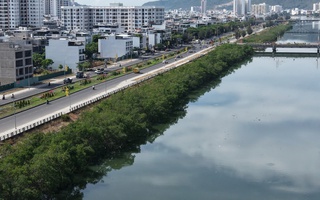 Khánh Hòa: Chi 572 triệu đồng để chặt hàng cây xanh rì dọc sông Quán Trường?