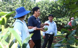 Cây bưởi da xanh ở Sông Xoài 