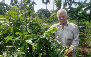 "Lá phổi xanh" giữa lòng phố thị