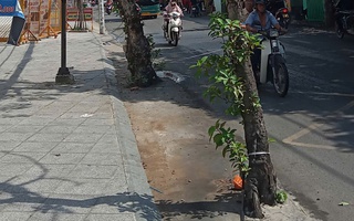 Mối nguy từ cây xanh